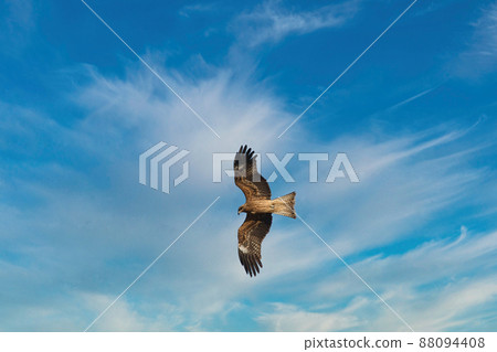 A landscape of large birds of prey with sharp beaks and claws flying leisurely in the sky A landscape of large birds of prey with sharp beaks and claws flying leisurely in the sky 88094408