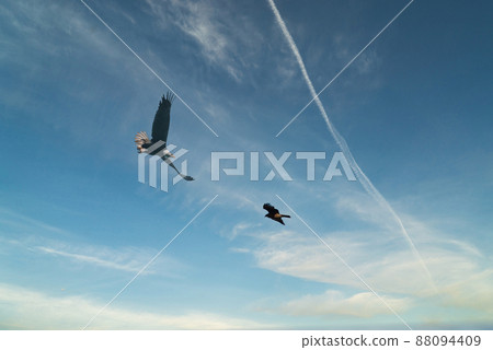 A landscape of large birds of prey with sharp beaks and claws flying leisurely in the sky A landscape of large birds of prey with sharp beaks and claws flying leisurely in the sky 88094409