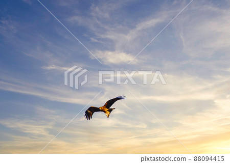 A landscape of large birds of prey with sharp beaks and claws flying leisurely in the sky 88094415