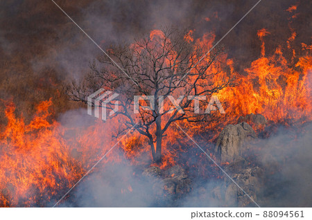 Hiraodai open burning (morning part) Hiraodai open burning (morning part) 88094561