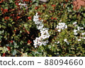 Snow willows starting to bloom 88094660