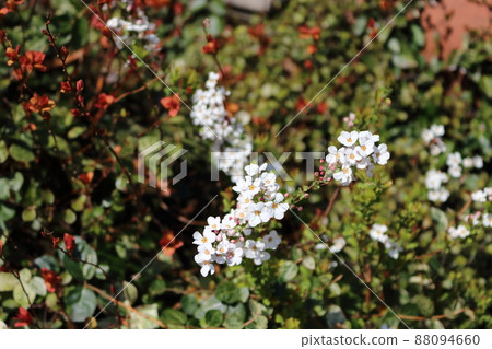 雪柳開始綻放 88094660