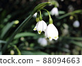 Lovely blooming snowflake 88094663