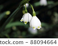 Beautifully blooming snowflakes 88094664