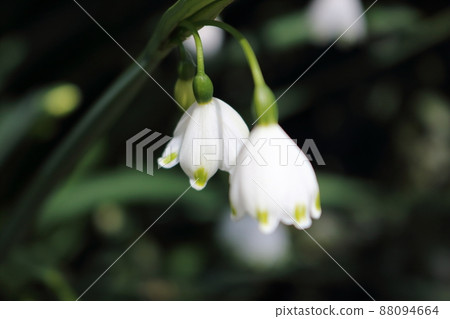 美麗綻放的雪花 88094664