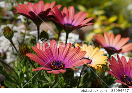 Flavier spring flowers that have begun to bloom 88094727