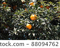 A mandarin orange tree bathed in the sun 88094762