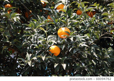 A mandarin orange tree bathed in the sun 88094762