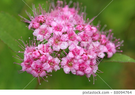 Filipendula multijuga，野草，雜草，粉紅色的花 88094764