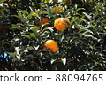 A mandarin orange tree bathed in the sun 88094765