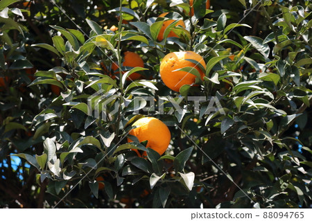 沐浴在陽光下的橘子樹 88094765