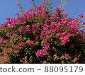 Bougainvillea and blue sky found during a walk 88095179