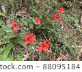I found a mountain azalea in full bloom during my lunch break walk. 88095184