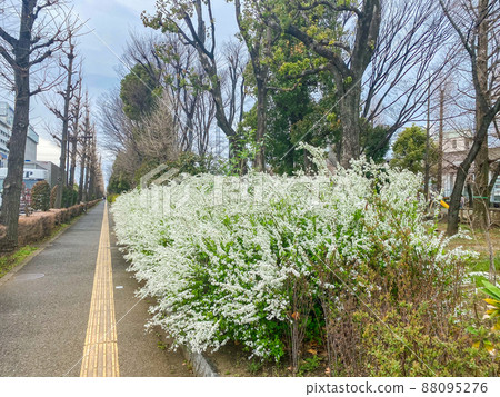 Spiraea thunbergii in Itabashi, Tokyo Nishidai Ryokuchi 88095276