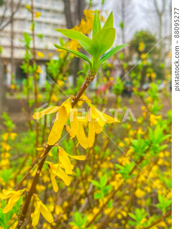 Forsythia in Nishidai Ryokuchi, Itabashi, Tokyo 88095277