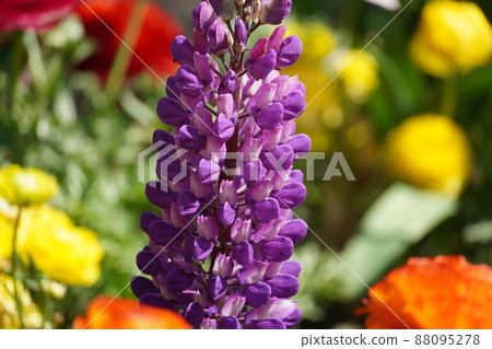 Flavier spring flowers that have begun to bloom 88095278