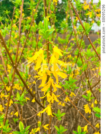 Forsythia in Nishidai Ryokuchi, Itabashi, Tokyo Forsythia in Nishidai Ryokuchi, Itabashi, Tokyo 88095296