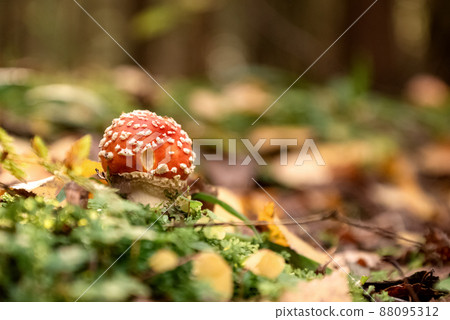 Poisonous fly agaric mushroom among green grass and yellow fallen leaves in autumnal forest 88095312