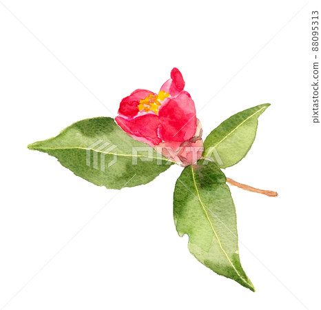 山茶花單朵花蕾已開始開放【手繪水彩】白色背景透明背景 山茶花單朵花蕾已開始開放【手繪水彩】白色背景透明背景 88095313