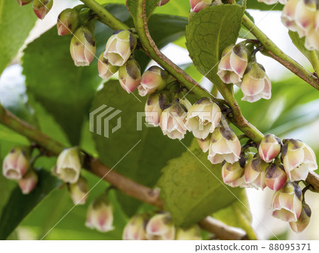 Hisakaki的花 Hisakaki的花 88095371
