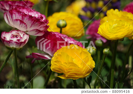 Flavier spring flowers that have begun to bloom 88095416