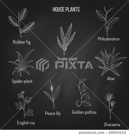 Set of ornamental and house plants Set of ornamental and house plants 88095638
