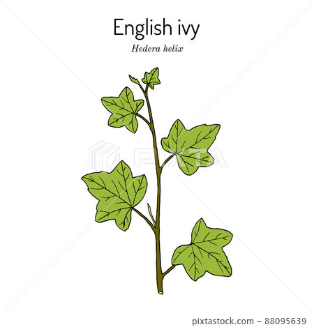English ivy Hedera helix , ornamental and medicinal plant 88095639