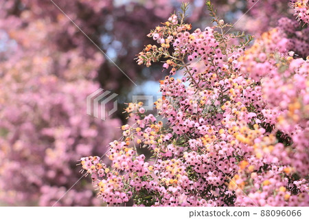 Erica canaliculata 盛開 Erica canaliculata 盛開 88096066