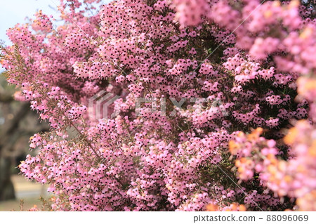 Erica canaliculata in full bloom 88096069