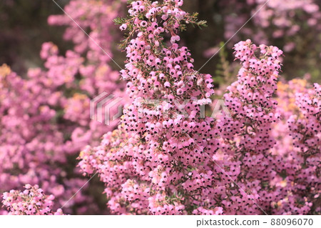 Erica canaliculata in full bloom Erica canaliculata in full bloom 88096070