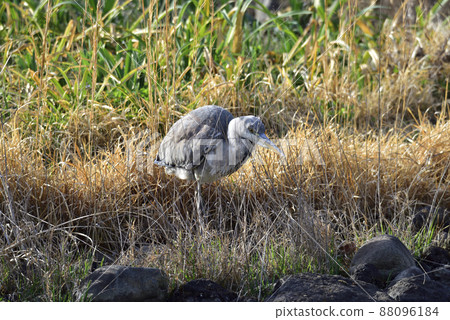 Egret kid looking into a pond from a bush 88096184