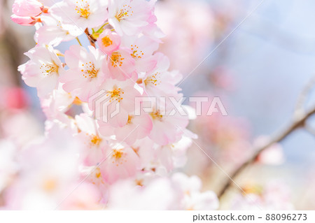 春季生產,盛開的櫻花,特寫 春季生產,盛開的櫻花,特寫 88096273