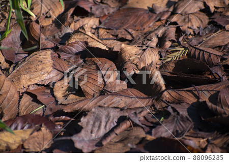 Dead leaves on the ground 88096285