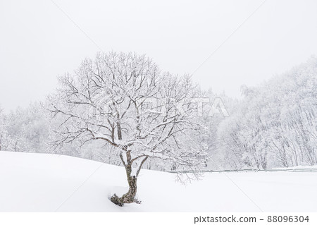 Daegwallyeong Spring Snow Daegwallyeong Spring Snow 88096304