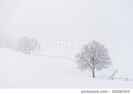 Daegwallyeong Spring Snow Daegwallyeong Spring Snow 88096305
