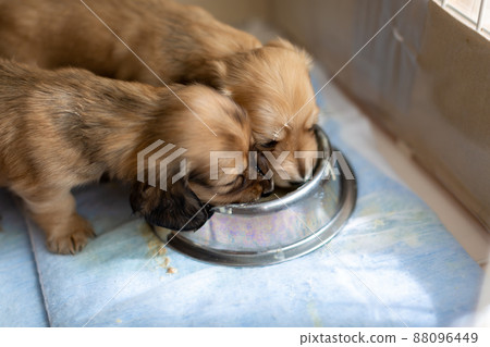 Puppy eating baby food Kaninhen Dachshund 88096449