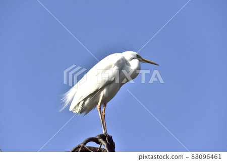 Egret perching on a tree branch 88096461
