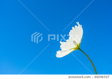 Refreshing blue sky and white cosmos Refreshing blue sky and white cosmos 88096507