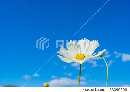 Refreshing blue sky and white cosmos Refreshing blue sky and white cosmos 88096508