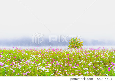 Jaraseom Jaraseom 88096595