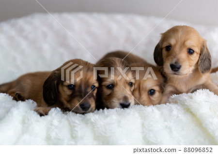 Puppy Kaninhen Dachshund 88096852