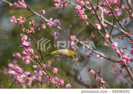 Red plum and white-eye of Ishibashi Cultural Center Red plum and white-eye of Ishibashi Cultural Center 88096892