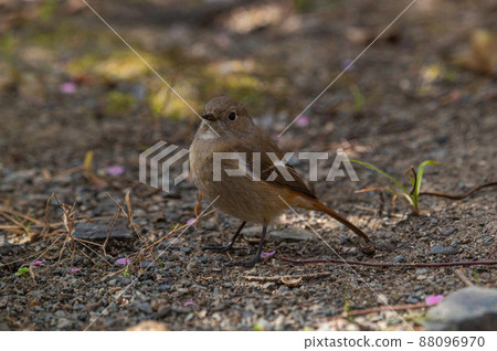 石橋文化中心的Daurian Redstart（女） 88096970