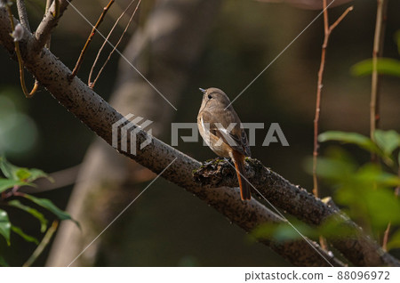 石橋文化中心的Daurian Redstart(女) 石橋文化中心的Daurian Redstart(女) 88096972
