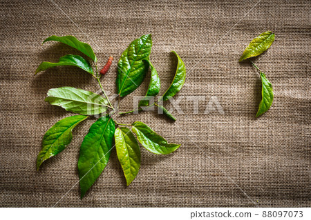 Hihaha leaves and red fruits Hihaha leaves and red fruits 88097073