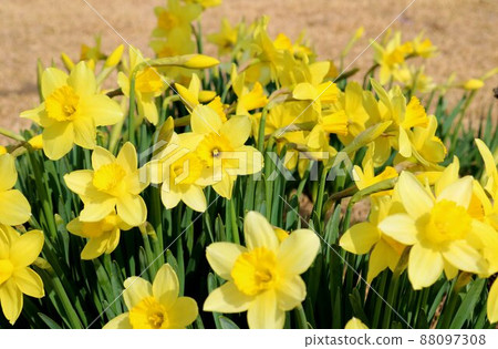 Yellow flowers blooming on the embankment in the sunlight Spring scenery Yellow flowers blooming on the embankment in the sunlight Spring scenery 88097308