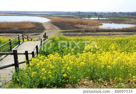 Healing yellow flowers blooming along the spring embankment Healing yellow flowers blooming along the spring embankment 88097535