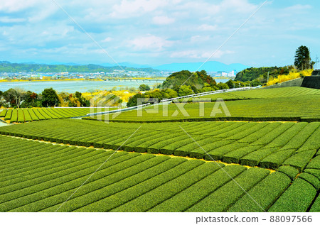Scenery of Makinohara Tea Farm and Oi River in Shimada City, Shizuoka Prefecture 88097566