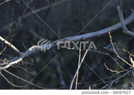 Kingfisher Kingfisher 88097627