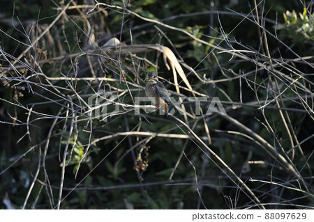 Kingfisher Kingfisher 88097629